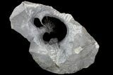 Spine-On-Spine Koneprusia Trilobite - Very Special Prep! #77599-4